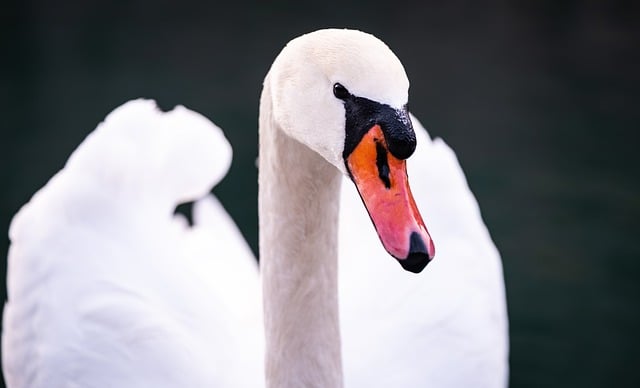 Free Swan The Needle photo and picture