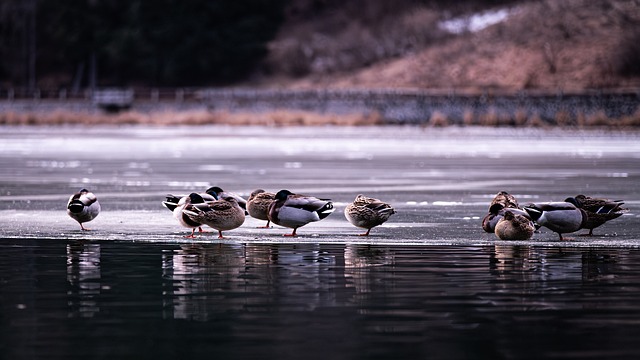 Free Wild Duck Bird photo and picture