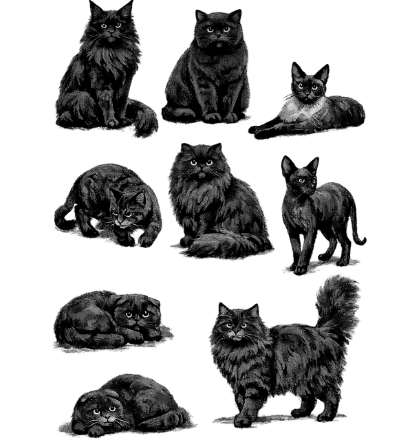 Katte, Dyr, Killing, Børste, Kat, Sød