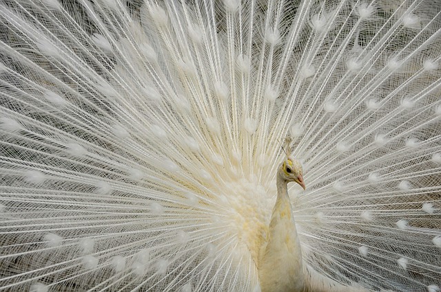 peacock, nature, bird, feathers, animal, colorful, ornithology, zoo, peafowl, beautiful