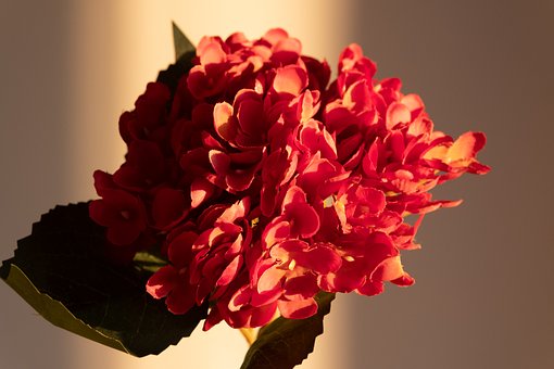 Free Hydrangea Red Flower photo and picture