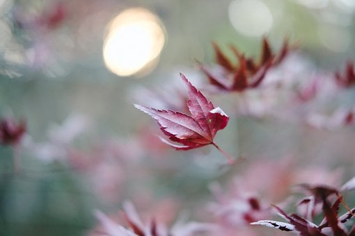 Free Leaf Maple photo and picture