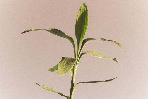 Free Plant Green photo and picture
