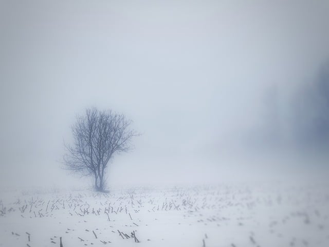 Boom, Natuur, Landschap, Eenzaamheid
