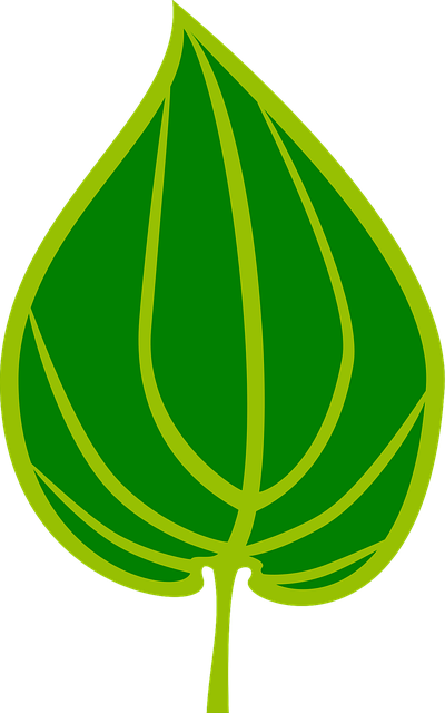 Free Betel Leaf vector and picture