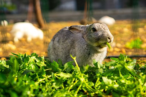 Free Rabbit Nature photo and picture