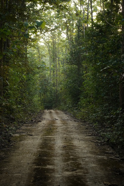 Free Forest Road Jungle Road photo and picture