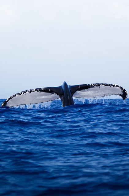 Ballena, Naturaleza, Mar, Oceano