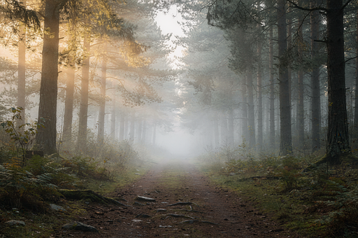 Bosque Brumoso, Bosque, Rayos De Sol