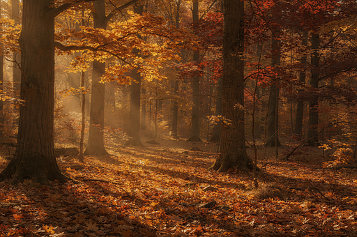 Bosque A La Luz Del Otoño