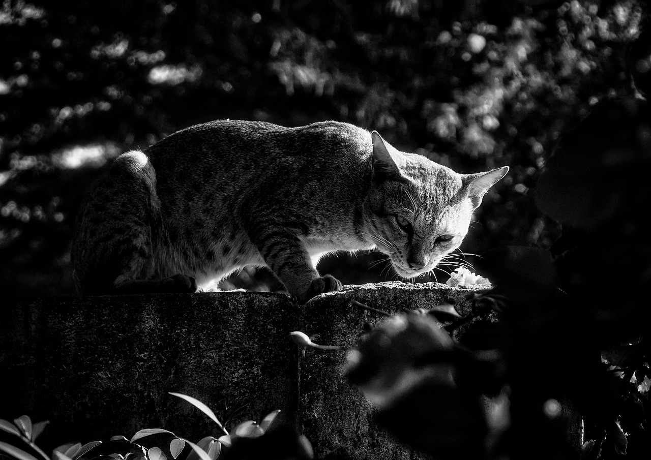Cat Black And White Animal - Free photo on Pixabay