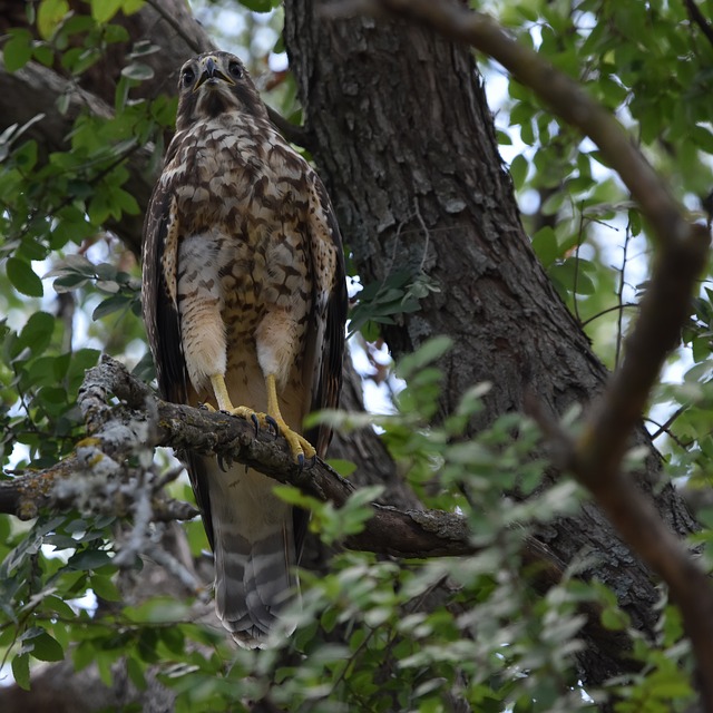 Hawk Bird Nature - Free photo on Pixabay
