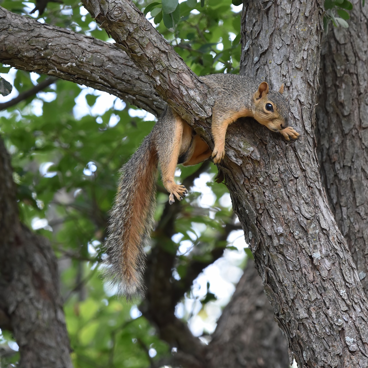 squirrel-10077472_1280.jpg