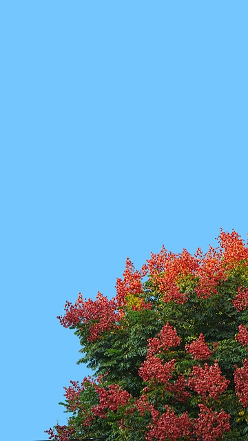Free Summer Nature photo and picture