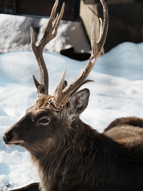 Free Deer Nature photo and picture