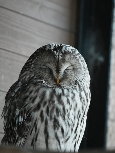 Free Owl Bird photo and picture