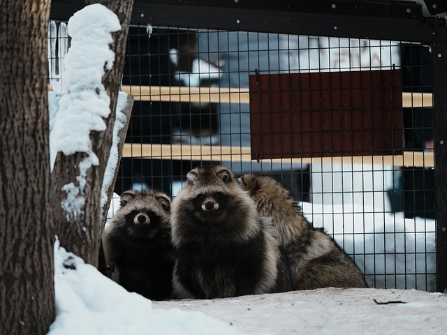 Free Raccoon Racoon photo and picture