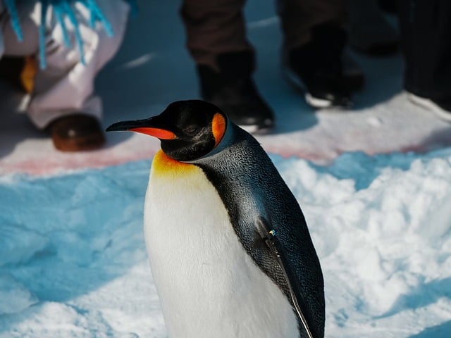 Free Penguin Nature photo and picture