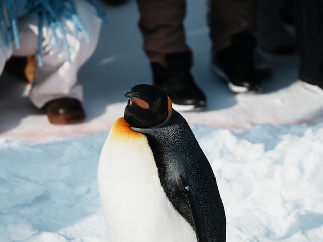 Free Penguin Nature photo and picture