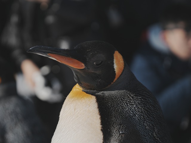 Free Penguin Nature photo and picture