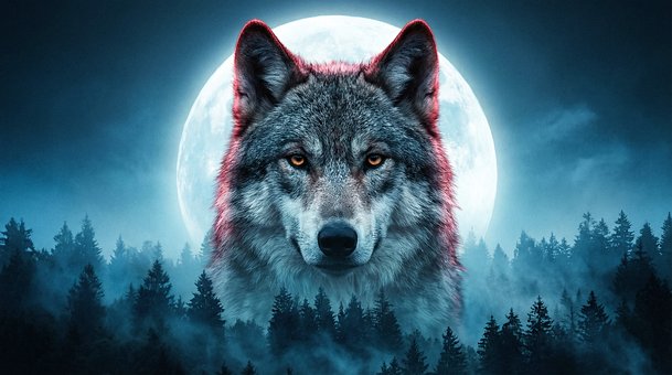 Free Wolf Full Moon illustration and picture