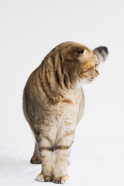 Free Pet Cat photo and picture