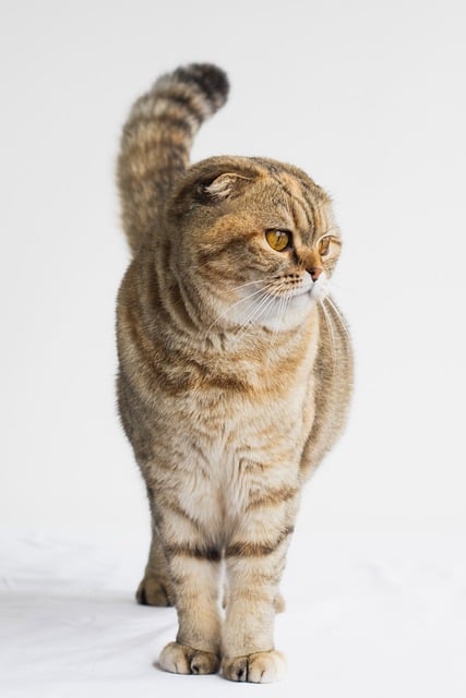 Free Cat Pet photo and picture