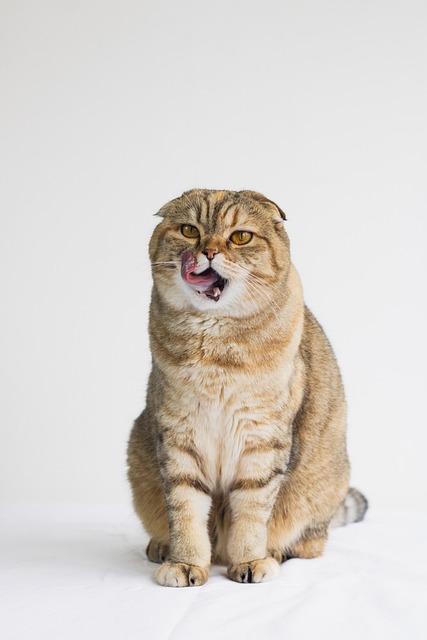 Free Cat Pet photo and picture