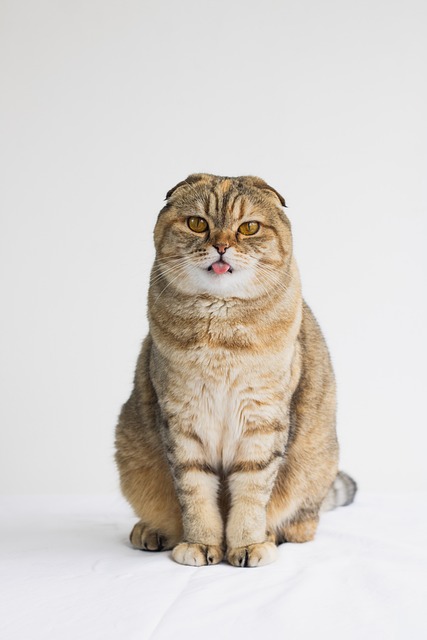 Free Pet Cat photo and picture