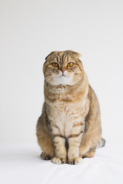 Free Cat Pet photo and picture