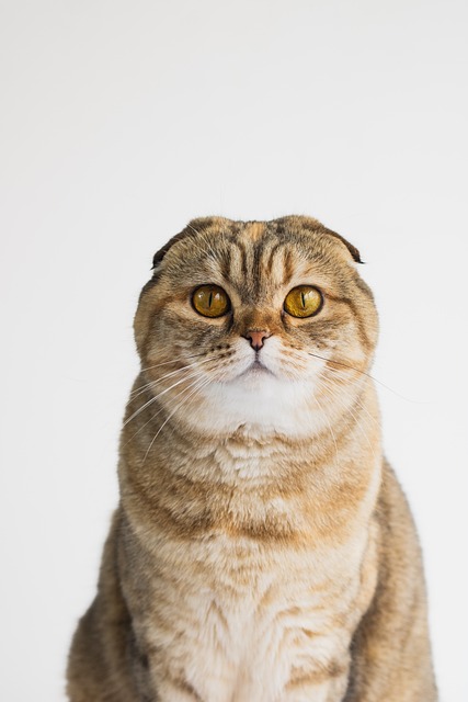 Free Cat Pet photo and picture