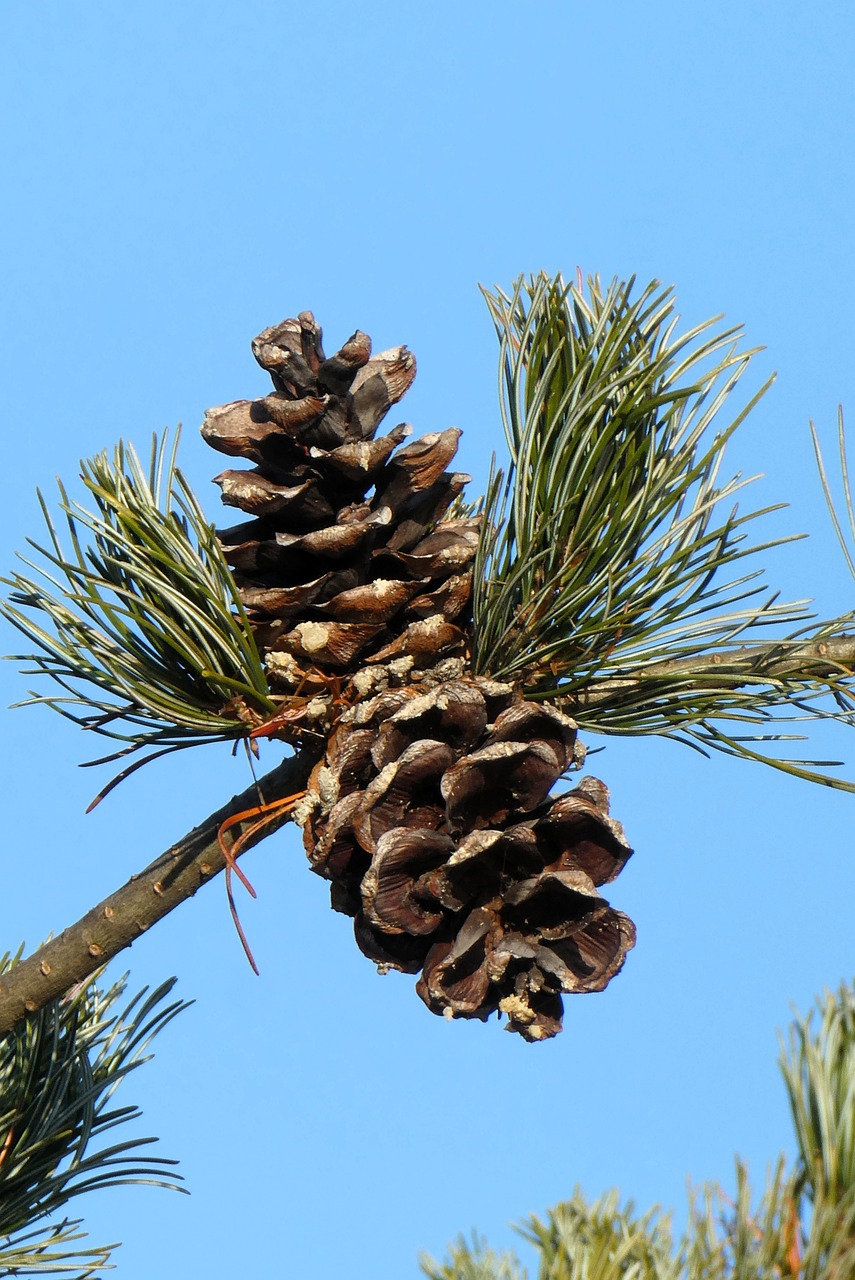 pinecone-10078192_1280.jpg
