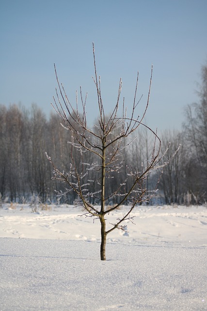 Free Winter Snow photo and picture