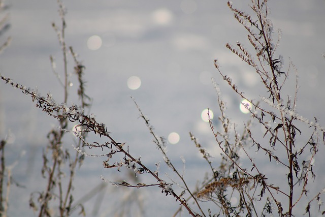 Free Winter Snow photo and picture