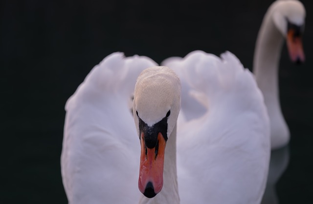 Free Swan The Needle photo and picture
