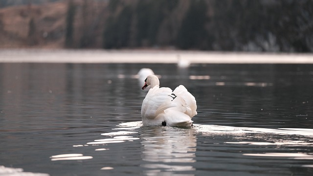 Free Swan The Needle photo and picture