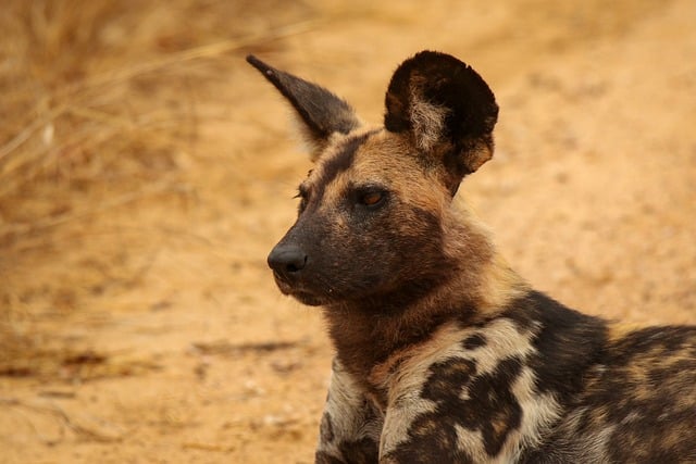 Free Africanwilddog Desert photo and picture