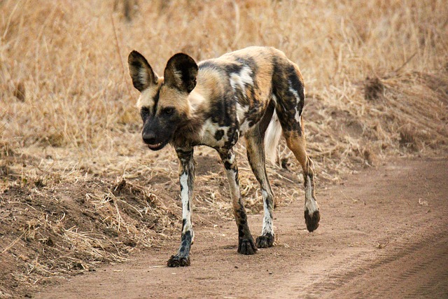 Free African Wild Dog Kruger Park photo and picture
