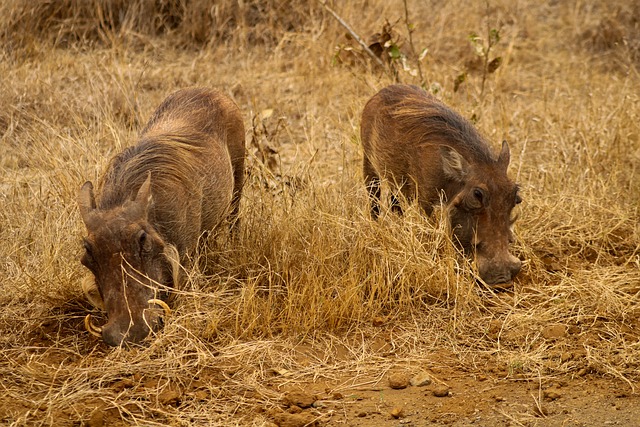 Free Warthog Grass photo and picture