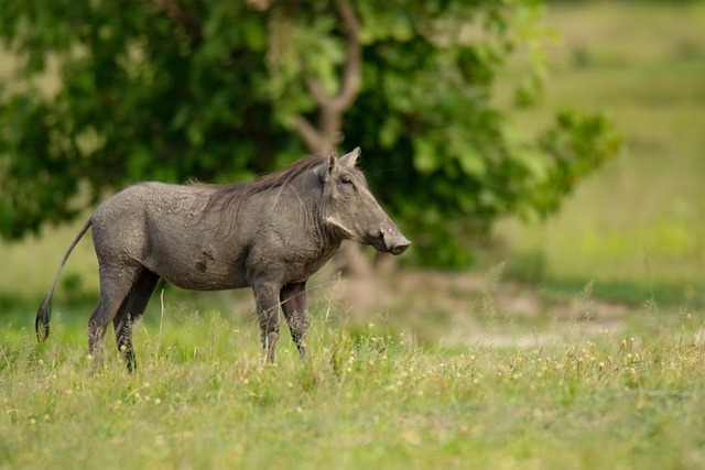 Free Warthog Mammal photo and picture