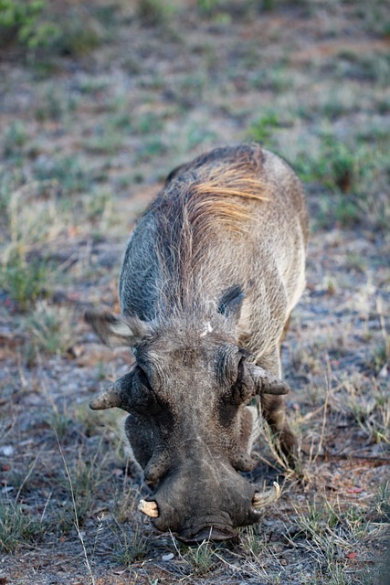 Free Warthog Wildlife photo and picture