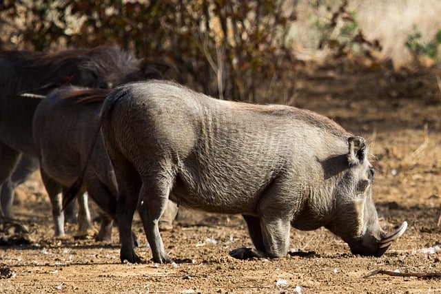 Free Warthog Savanna photo and picture