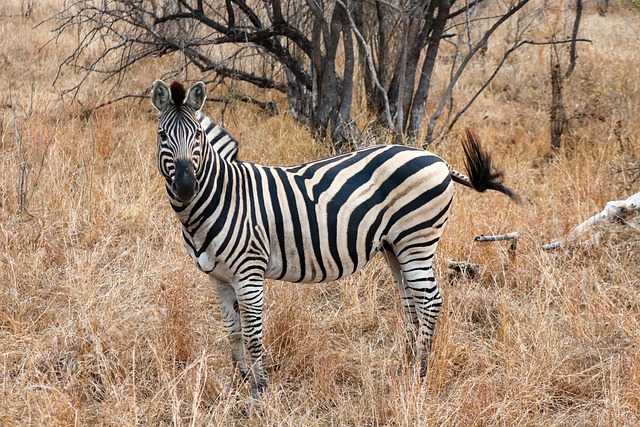 Free Zebra Animal photo and picture