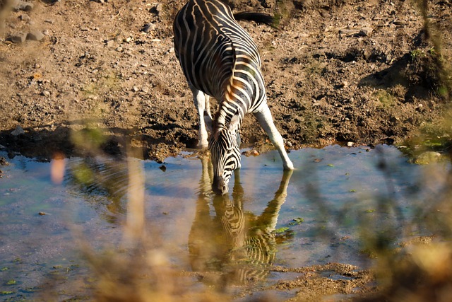 Free Zebra Stripes photo and picture
