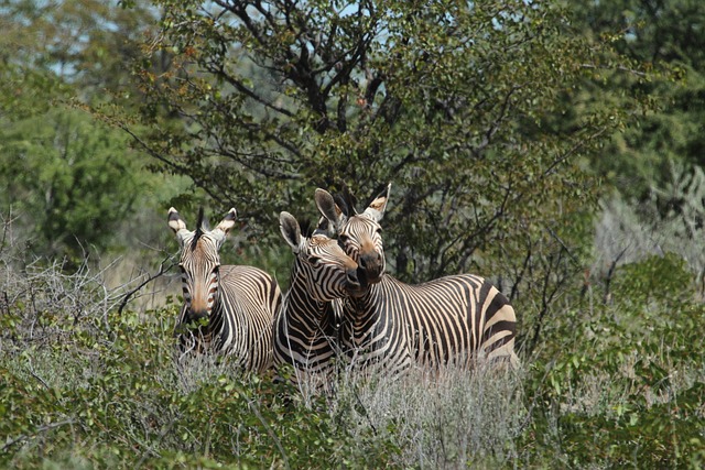 Free Zebra Stripes photo and picture