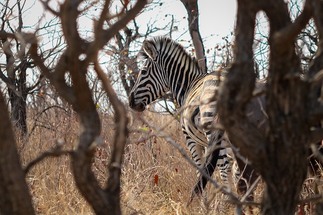 Free Zebra Wilderness photo and picture