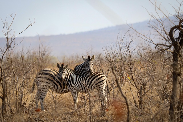 Free Zebra Nature photo and picture
