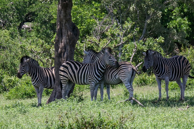 Free Zebra Nature photo and picture