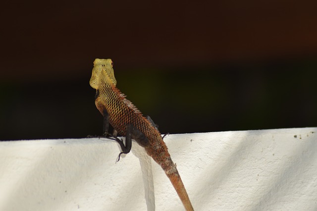Free Nature Wildlife photo and picture