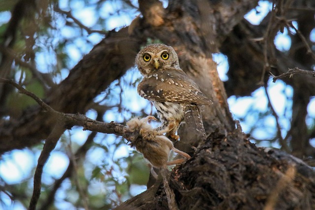 Free Owl Tree photo and picture